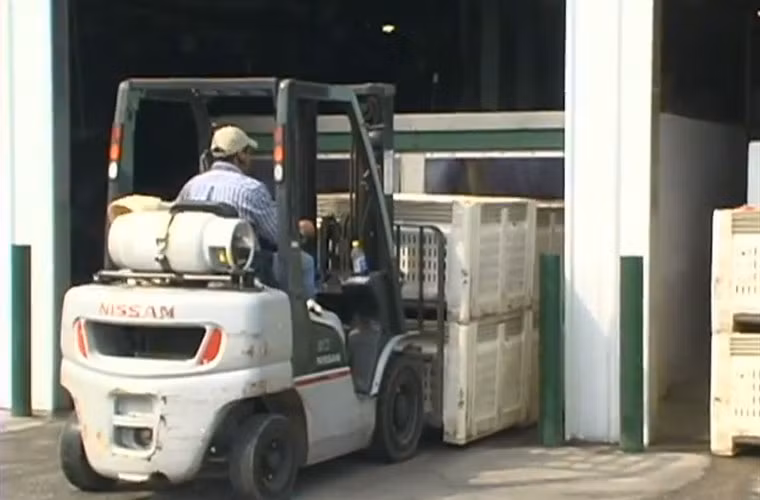Sau nó, chúng được vận chuyển đến nhà máy rửa sạch rồi sấy cho ráo nước.
