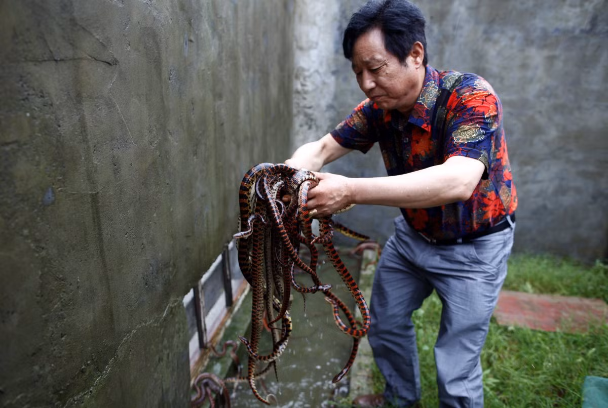 Người dân trong làng bán phần lớn rắn cho các cơ sở sản xuất thuốc. Ngoài ra, họ cũng bán thịt của chúng cho các nhà hàng để làm món ăn.