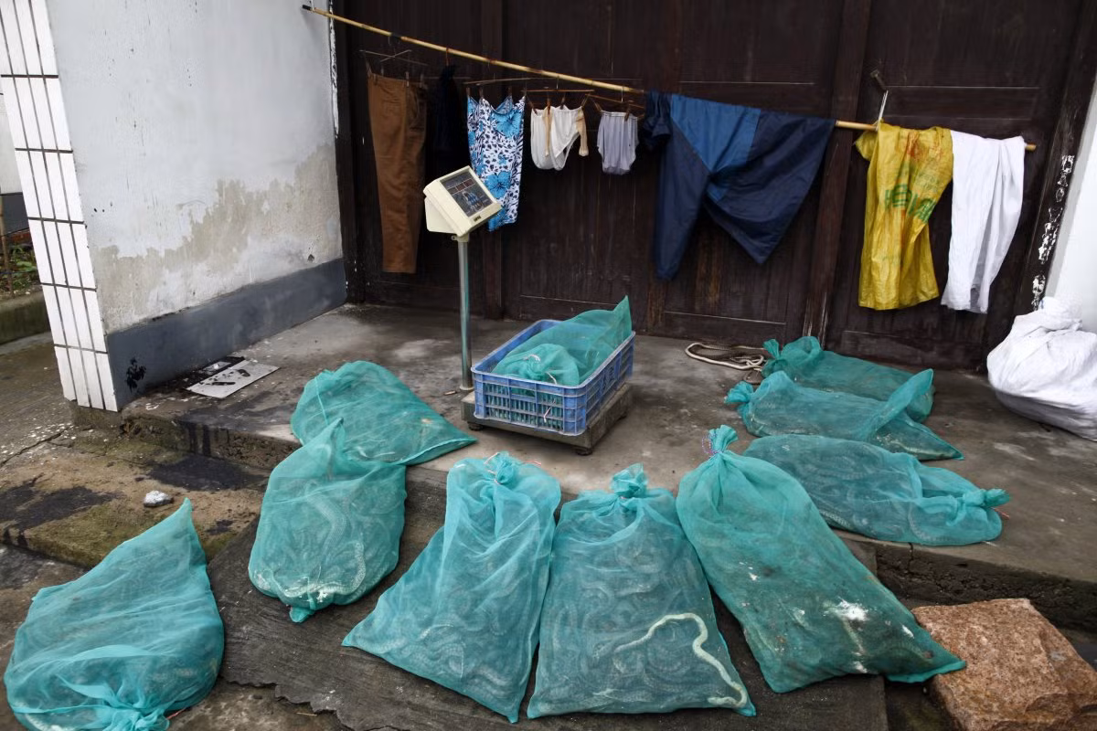 Nhiều người dân trong làng đã nhanh chóng phất lên nhờ nghề nuôi rắn. Yang Hongchang, giám đốc một công ty nuôi rắn trong làng là một trong những người như thế.