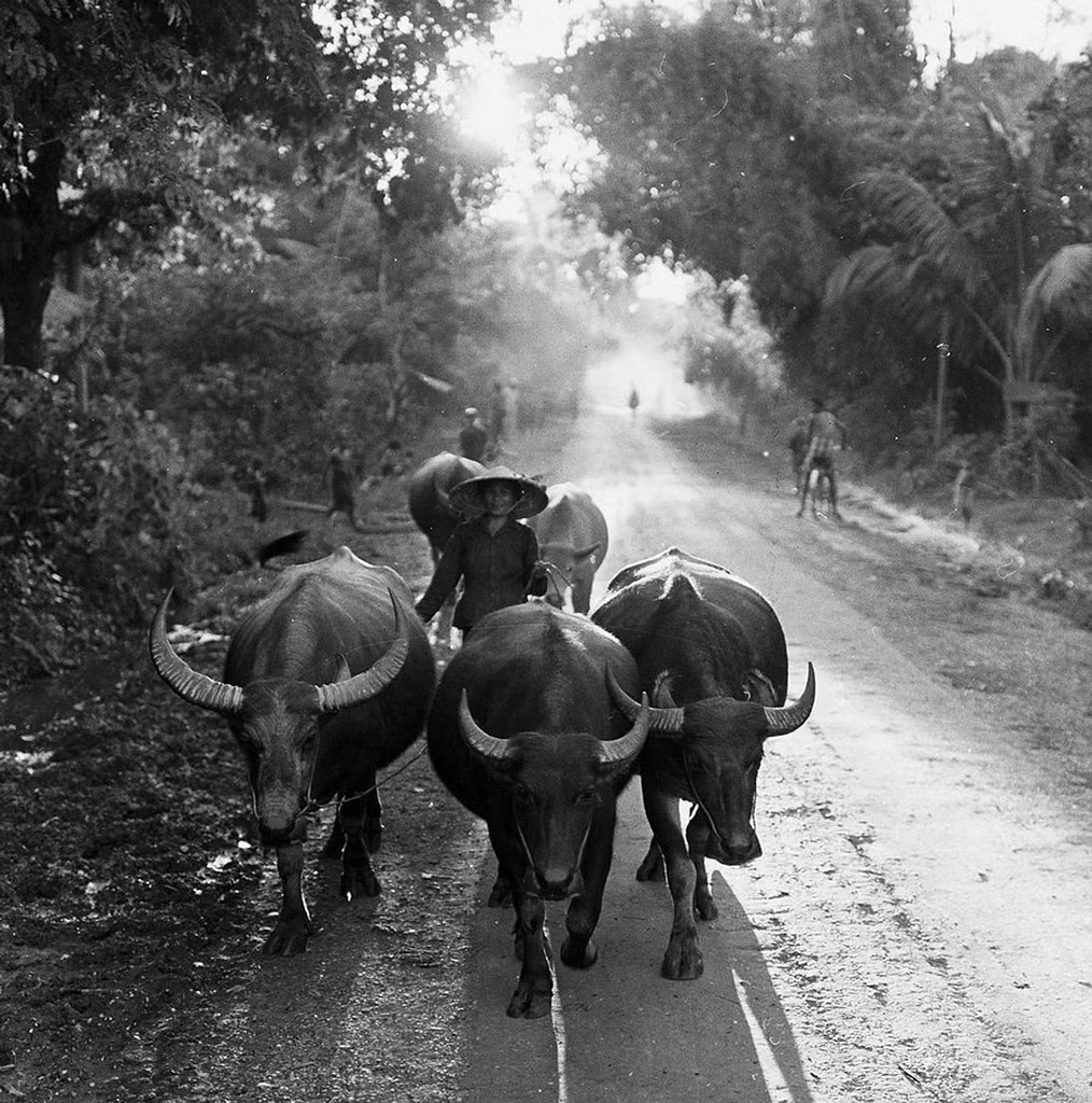 Đàn trâu trên con đường làng ở vùng nông thôn Việt Nam thập niên 1950.