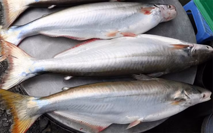 Sau 1 năm, ông Kiệt thu hoạch được khoảng 10 tấn cá, bán giá 115.000 đồng/kg, sau khi trừ chi phí, ông lời hàng trăm triệu đồng.