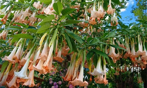 Hoa cà độc dược (Datura Flowers): Loài cây này có thể gây ra trạng thái mê sảng và tử vong. Vì vậy, nếu bạn có ý định đến thăm Lâu đài Alnwick (thực tế lâu đài được dùng làm bối cảnh cho hai bộ phim Harry Potter đầu tiên), bạn có thể vào tham quan Khu vườn Độc dược nhưng đừng chạm, nếm hay ngửi các loại cây này (đã có du khách bị ngất xỉu do hít phải khí độc). 