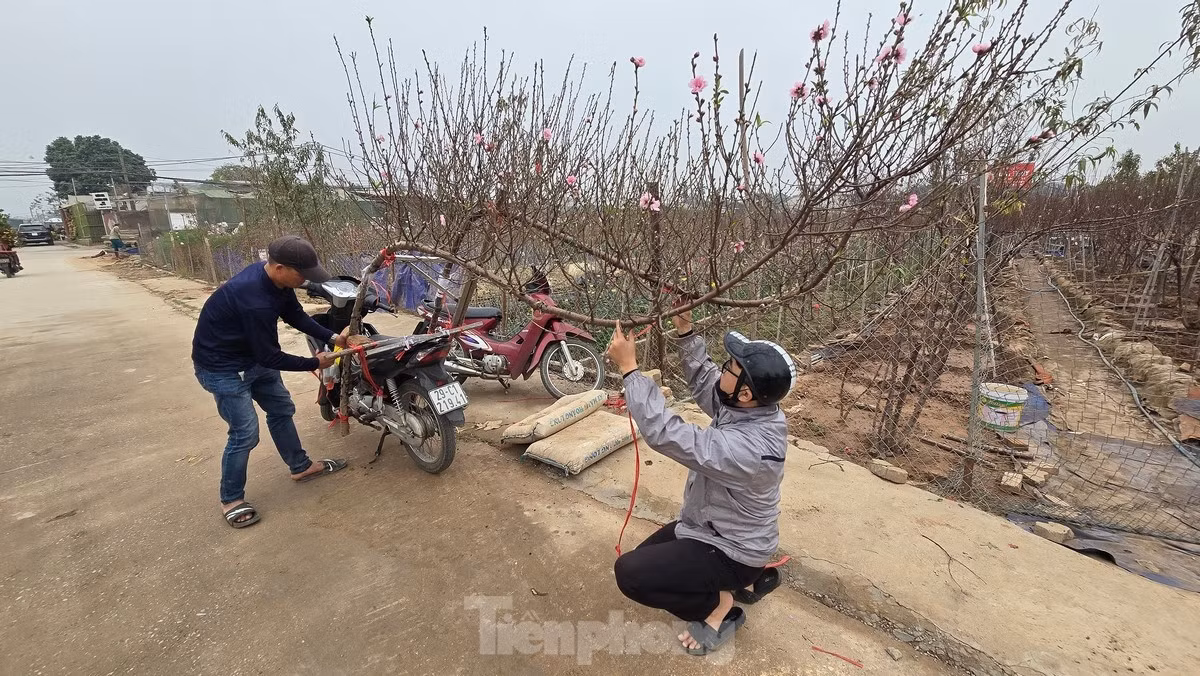 Dao Nhat Tan khoe sac ruc ro, gia tang cao nhung van hut khach-Hinh-7