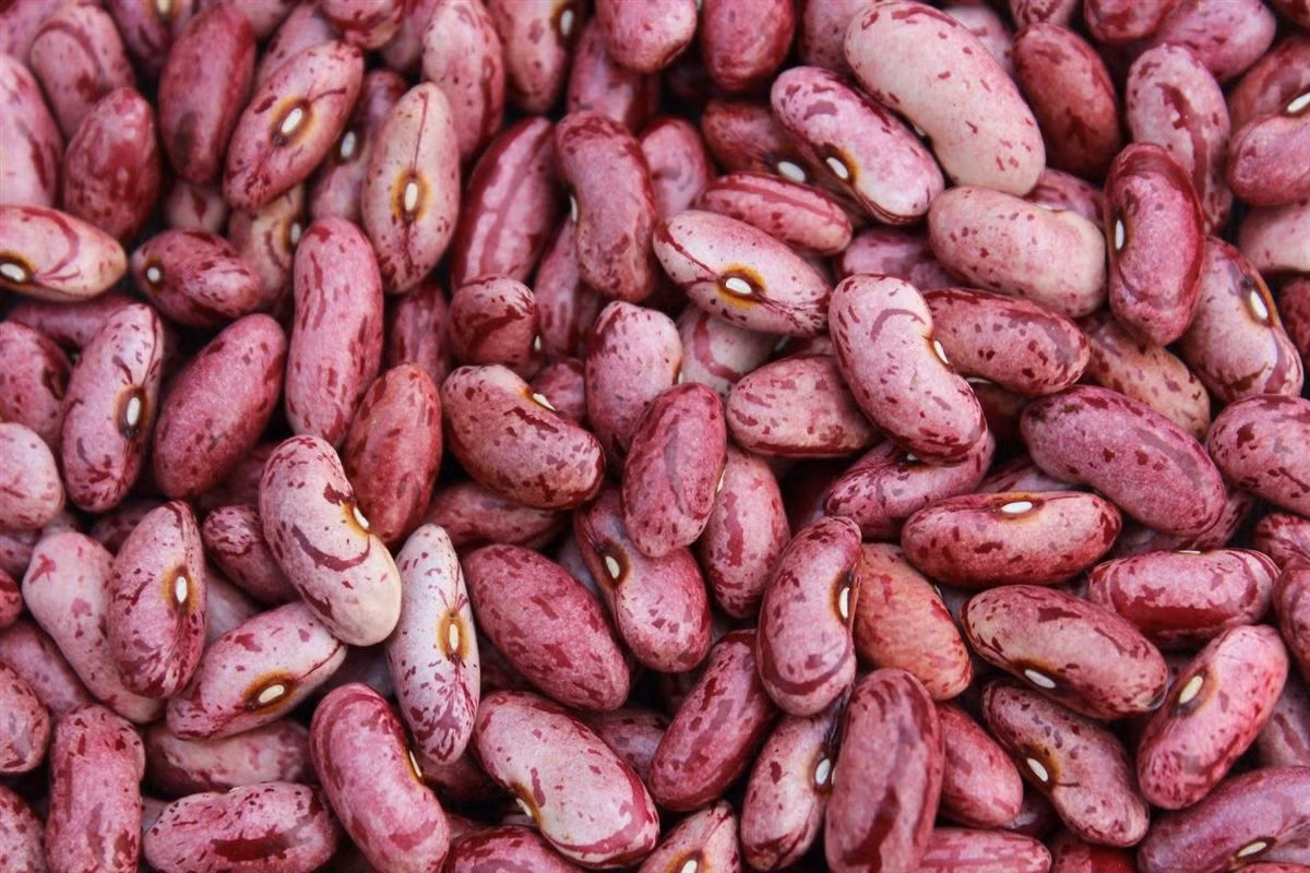 Nguyên lý thứ hai: Các hạt đậu là điều ác. Đậu ở đây không phải phép ẩn dụ trong triết học siêu hình, mà đơn giản chính là hạt đậu mà chúng ta vẫn ăn hằng ngày. Và người ta phỏng đoán rằng Pitago có thể là người thù ghét thứ thực phẩm này.