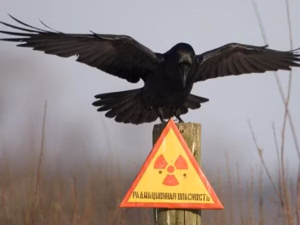 Thảm họa Chernobyl ở Liên Xô năm 1986 là sự kiện mà bất cứ ai cũng biết. Nhưng những "truyền thuyết" đáng sợ gắn với sự kiện này thì hẳn nhiều người chưa từng nghe.