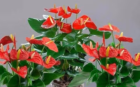  Hồng môn thường được đặt ở phòng khách hoặc bàn làm việc, nơi đại diện cho sự phát triển và thành công. 