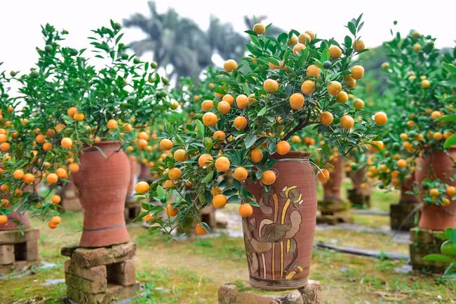  Nhà giàu thường chọn những cây quất dáng đẹp, quả sai, lá xanh mướt để trưng bày trong phòng khách, thể hiện sự sung túc và thịnh vượng.
