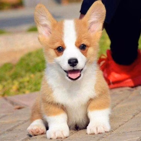  Họ sẽ dùng hành động của mình để chứng minh tình yêu của mình và để vợ cảm nhận được sự quan tâm, yêu thương của họ. Ngay cả khi đôi khi bất đồng quan điểm với vợ về những vấn đề nhỏ nhặt, họ cũng sẽ chủ động xin lỗi và làm vợ vui. 