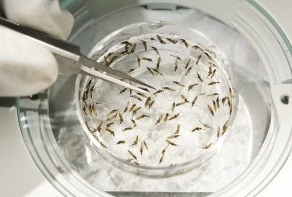 Những con muỗi mang virus sốt rét trong phòng thí nghiệm Maryland, Mỹ.