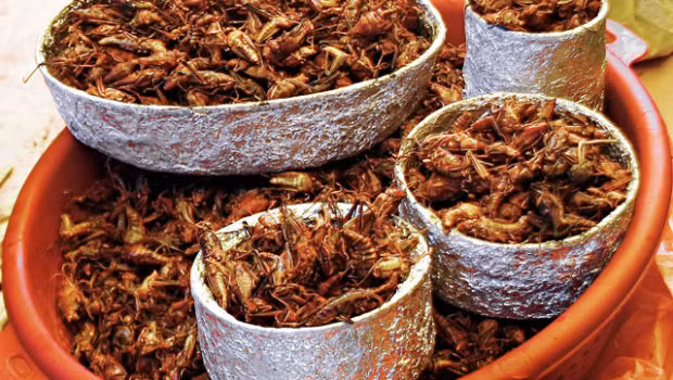 Họ cho rằng những côn trùng có trong thực đơn của nhà hàng đều là nguồn thực phẩm lành mạnh, ngon miệng và giàu protein.