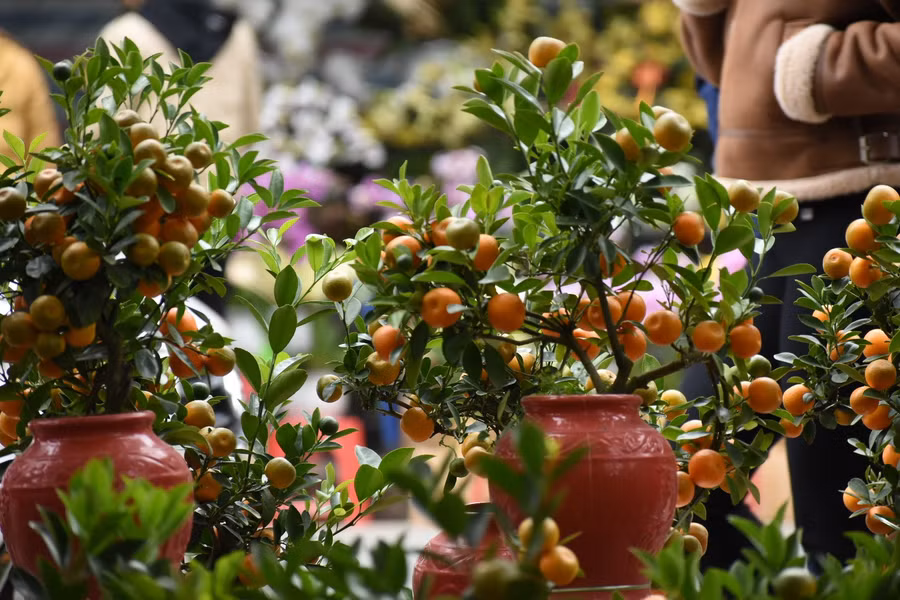 Không chỉ trồng để làm thực phẩm, các loài cây trong chi Citrus còn là cây cảnh được ưa chuộng trong nhiều khu vườn. Ở một số quốc gia Đông Á, quất là loài cây cảnh mang tính biểu tượng của ngày Tết Nguyên đán…