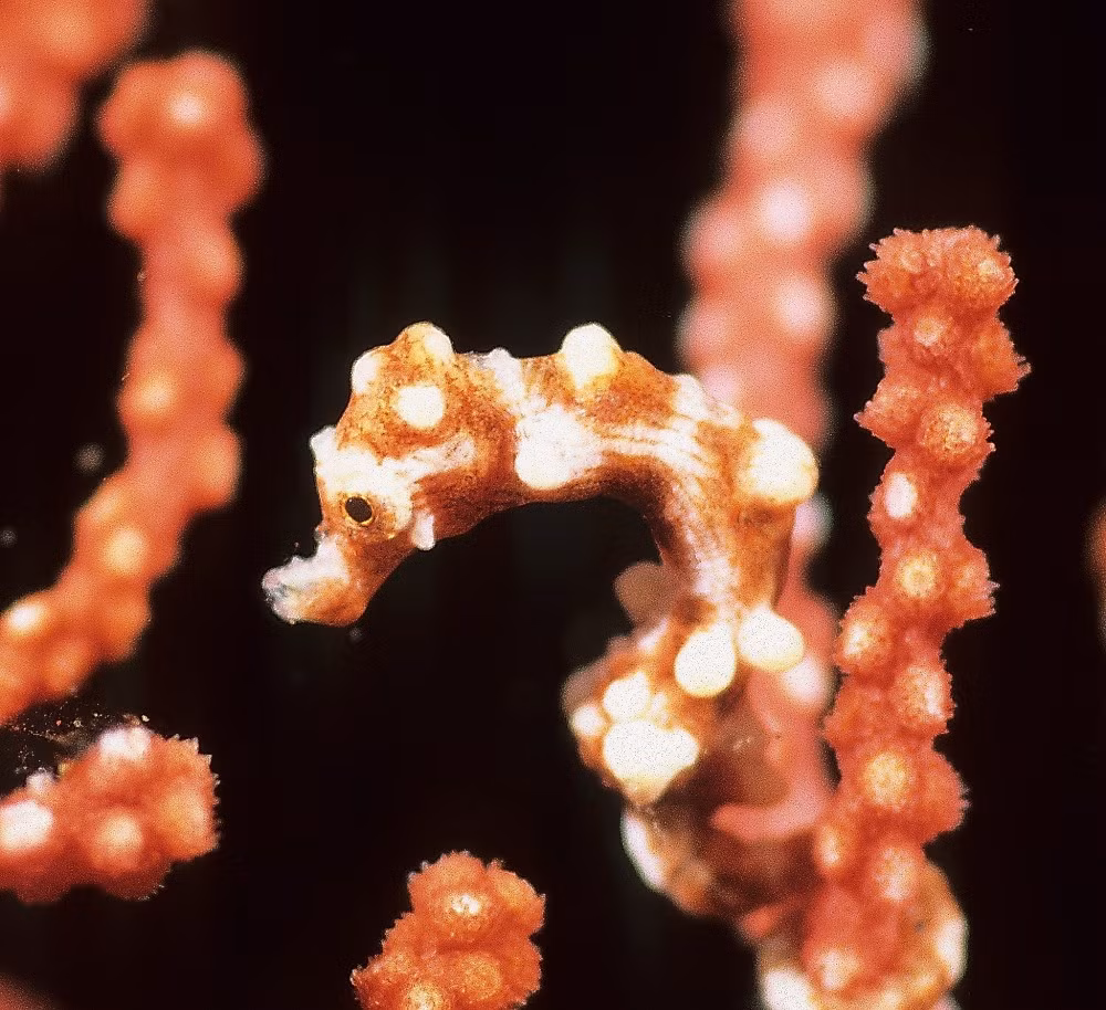 Cá ngựa Hippocampus Denise. Sinh sống ở độ sâu 13 - 90 mét ở phía Tây Thái Bình Dương, cá ngựa Hippocampus Denise ban đầu bị nhầm lẫn với cá ngựa con. Trên thực tế, con lớn nhất cũng chỉ dài 16mm.