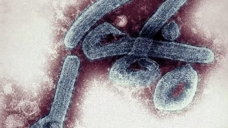 WHO xac nhan mot loai virus chet nguoi o Ghana, co the gay tu vong toi 90%