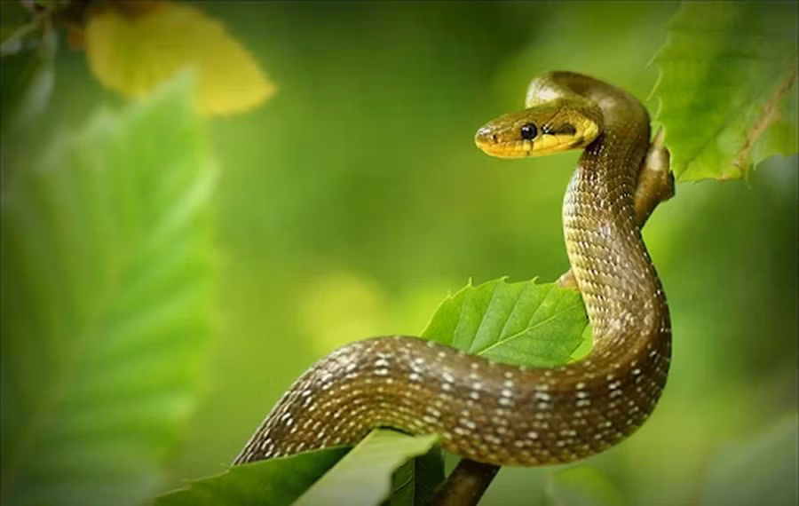 Đồng thời, khi sự nghiệp của họ tiếp tục phát triển, vận may tài chính của con giáp này cũng sẽ được cải thiện và khả năng kiếm tiền của họ sẽ ngày càng mạnh mẽ hơn. *Thông tin trong bài mang tính tham khảo, chiêm nghiệm.
