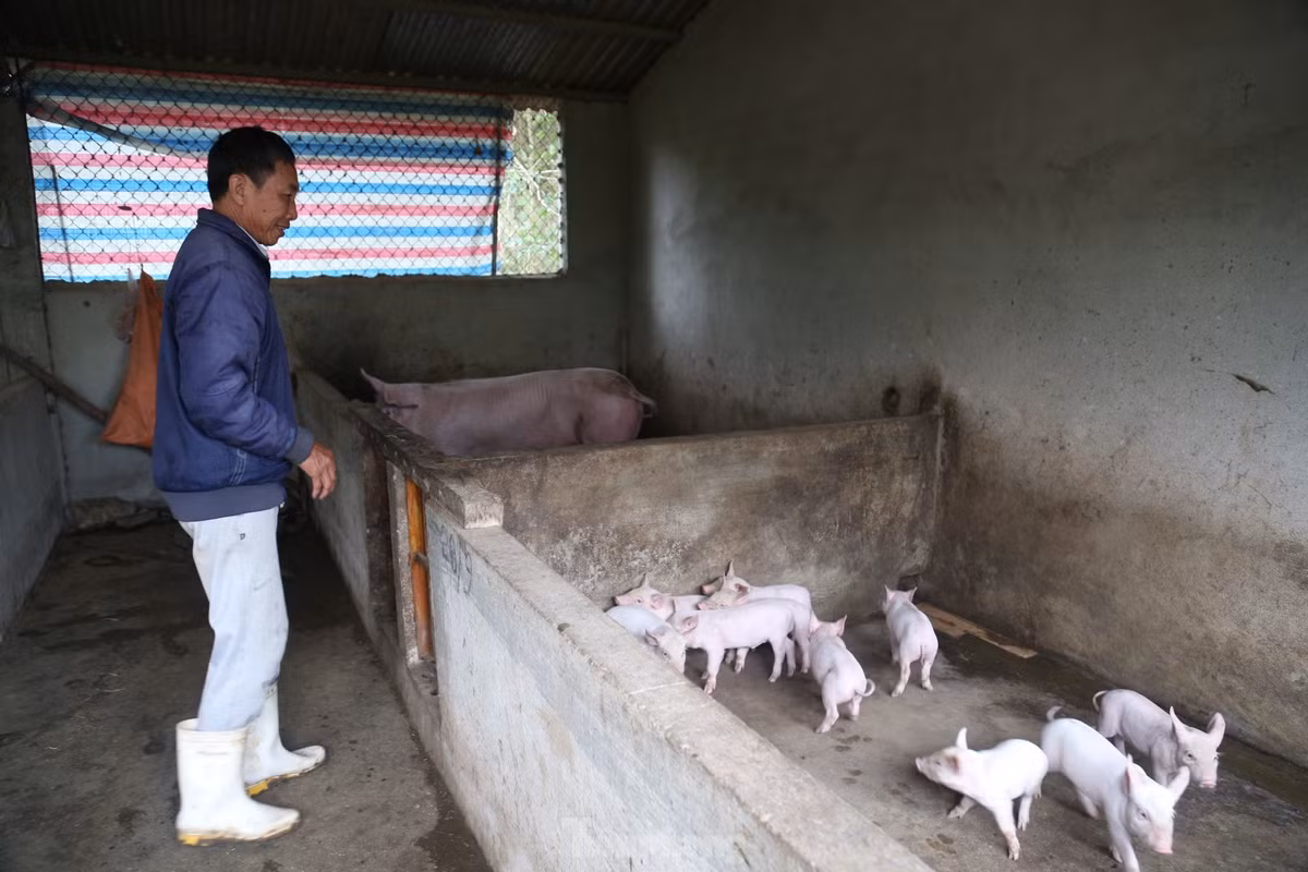 Ông Lê Văn Hồng - Trưởng phòng NN&amp;PTNT huyện Yên Thành - cho biết: “Toàn huyện có hơn 80.000 con lợn tập trung ở các xã Tân Thành, Kim Thành, Tiến Thành,... Thời gian qua, giá thức ăn chăn nuôi lợn, các chi phí khác đều tăng cao, trong khi giá lợn hơi, lợn giống giảm. Nghịch lý này đã ảnh hưởng trực tiếp đến thu nhập của người nuôi, nếu kéo dài sẽ ảnh hưởng đến quy mô, tổng đàn, cơ cấu kinh tế. Trong thời gian tới, huyện sẽ tập trung chỉ đạo các địa phương có thế mạnh về chăn nuôi xây dựng hệ thống trang trại liên kết chuỗi nhằm ổn định đầu ra và cân bằng giá cả, rút ngắn các khâu trung gian”.