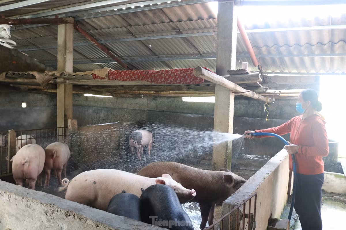Ông Quỳnh khuyến cáo người dân nên tập trung công tác phòng chống dịch bệnh, tiêm phòng đầy đủ các loại vắc xin cho đàn lợn để không bị thiệt hại kép do giá thấp và dịch bệnh bùng phát. Cải tiến, nâng cao chất lượng con giống để tăng năng suất, chất lượng sản phẩm. Áp dụng các công thức phối trộn để tận dụng nguồn nguyên liệu sẵn có của địa phương (ngô, lúa, cám ngô, đậu tương, khô dầu lạc, cá ...) và các phụ phẩm (rau, củ) làm thức ăn chăn nuôi lợn nhằm giảm chi phí thức ăn công nghiệp, tăng hiệu quả kinh tế trong chăn nuôi.