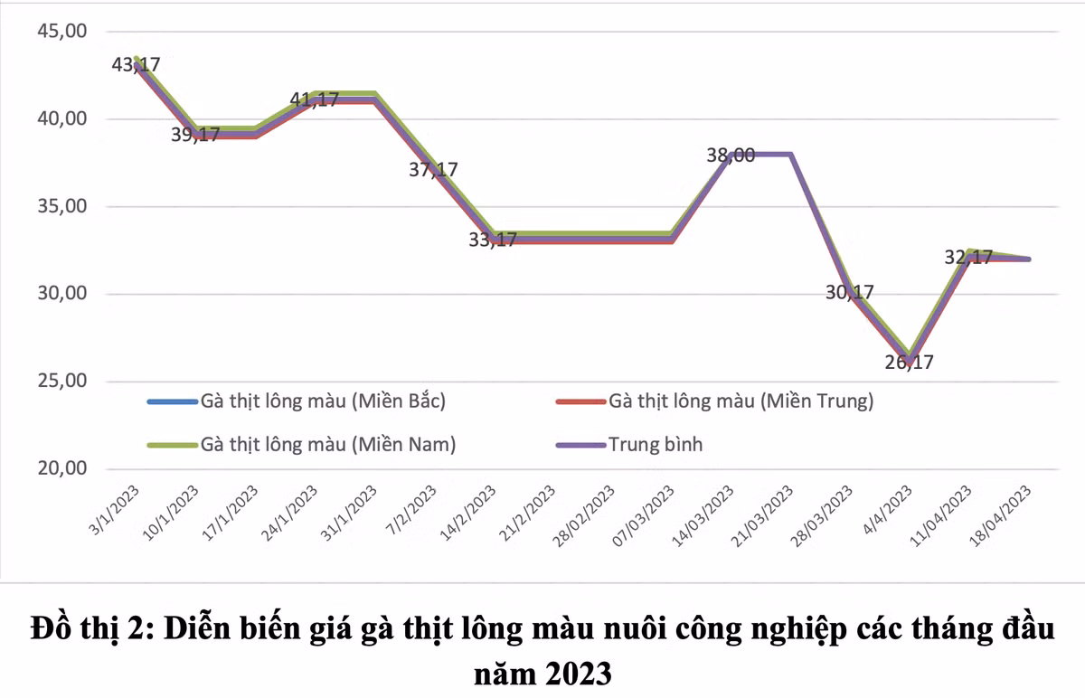 Gà thải loại từ Thái Lan, qua Campuchia vào Việt Nam giá siêu rẻ Ga thai loai tu Thai Lan, qua Campuchia vao Viet Nam gia sieu re