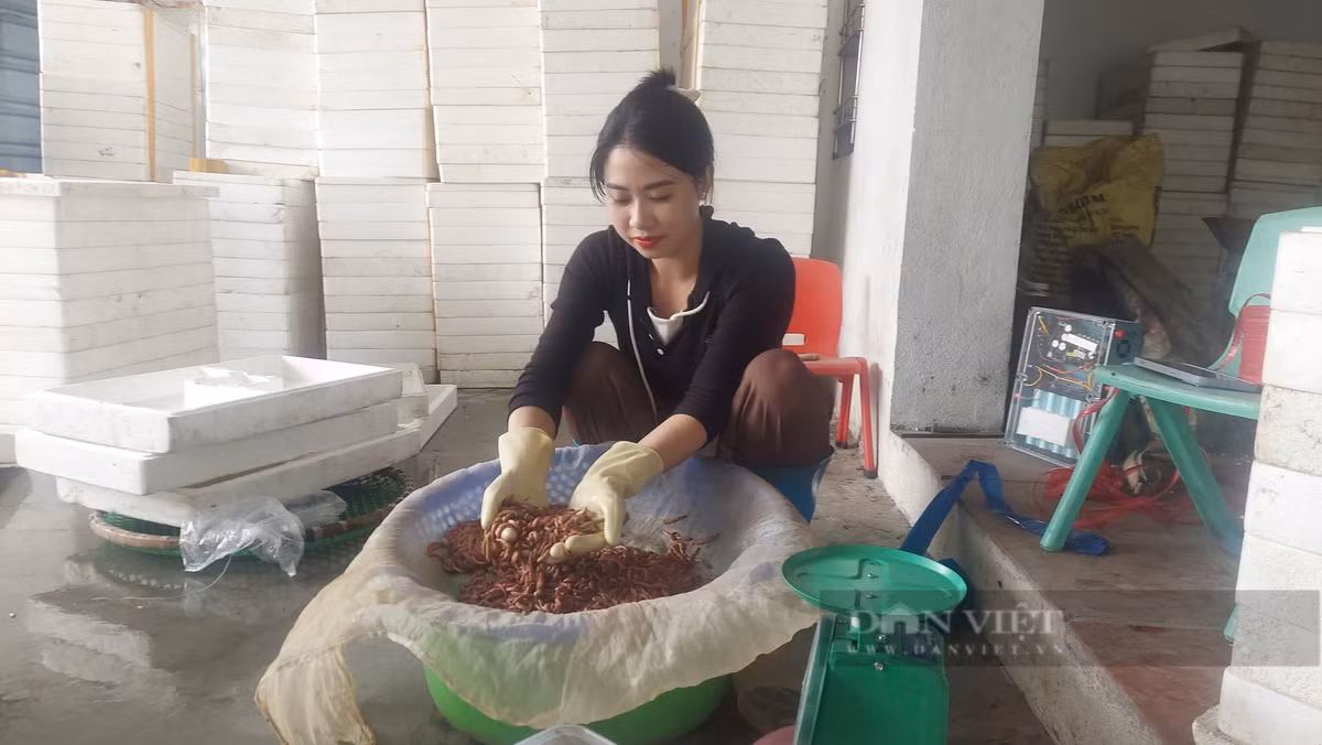Ra dong vot “loc troi”, dan Hai Phong lam choi an that