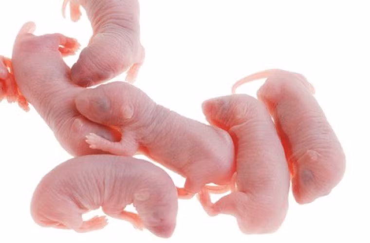 Sở dĩ người ta gọi nó là “ba tiếng hét” vì trước khi được siêu sinh, những chú chuột tội nghiệp phải hét lên ba lần một cách đau đớn.