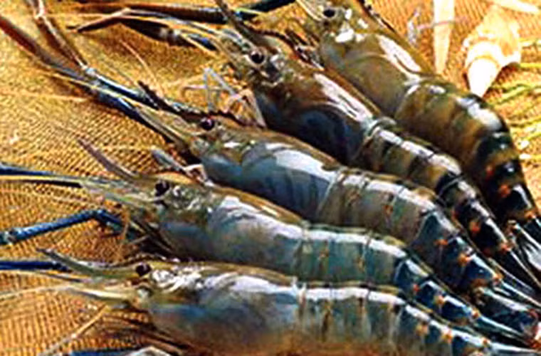  Tôm. Nên chọn những con tôm còn bơi trong nước, không nên chọn loại tôm ngất, tôm ướp đá. Tôm ngon thân phải săn chắc, vỏ còn cứng; không chọn tôm đục hay ngả sang đỏ, vàng. Phần đầu dính chặt vào thân, các càng vẫn còn nguyên.
