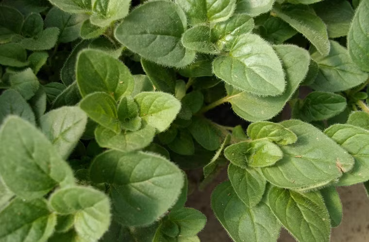 Lá Oregano hay lá kinh giới cay. Các nhà khoa học cho biết, lá kinh giới ngăn ngừa nguy cơ ung thư tiền liệt tuyến nhờ hợp chất kháng khuẩn. Trái với các loại thảo mộc khác như rau mùi tây, tỏi, húng tây, húng quế,… kinh giới vẫn giữ được hương vị của nó, thậm chí còn mạnh mẽ hơn khi được sấy khô.