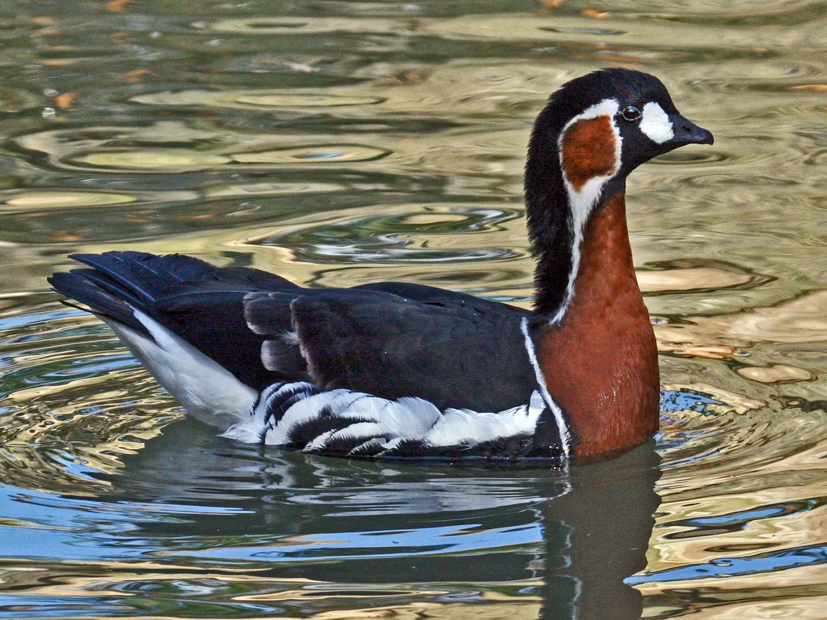 Ngỗng ức đỏ (Branta ruficollis) là thành viên có màu rực rỡ nhất trong nhóm ngỗng Branta. Chúng sinh sản ở Tây Bắc Siberia, có tập tính làm tổ thấp gần các loài chim săn mồi, có lẽ là để phòng tránh cáo.
