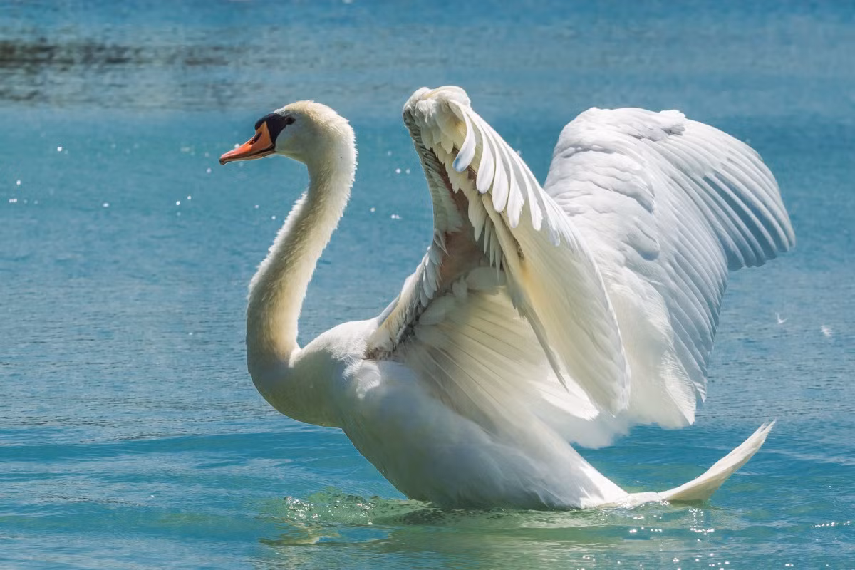 Là loài bản địa ở châu Âu và Trung Á, thiên nga mỏ cam (Cygnus olor) đã trở thành hình tượng nghệ thuật bất hủ nhờ dáng vẻ duyên dáng và kiều diễm của mình. Chúng có tập tính ăn thực vật thủy sinh bằng cách ngụp đầu xuống nước.