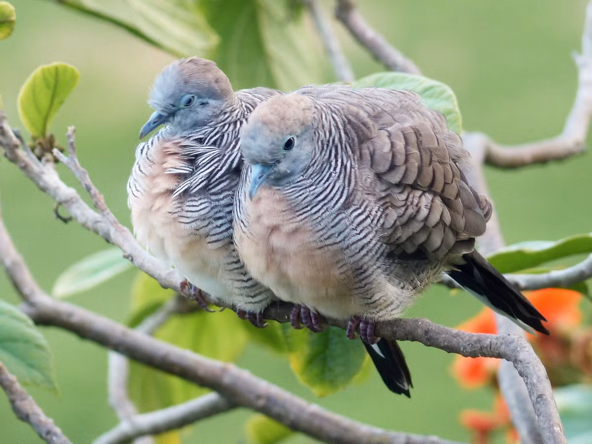 Cu vằn (Geopelia striata) dài khoảng 21 cm, là loài lang thang hoặc du nhập tại Nam Trung Bộ và Trung Bộ. Sinh cảnh của loài chim này là cây bụi tại các khu vực trống trải ven biển, vườn, công viên, đất canh tác. Ảnh: eBird.