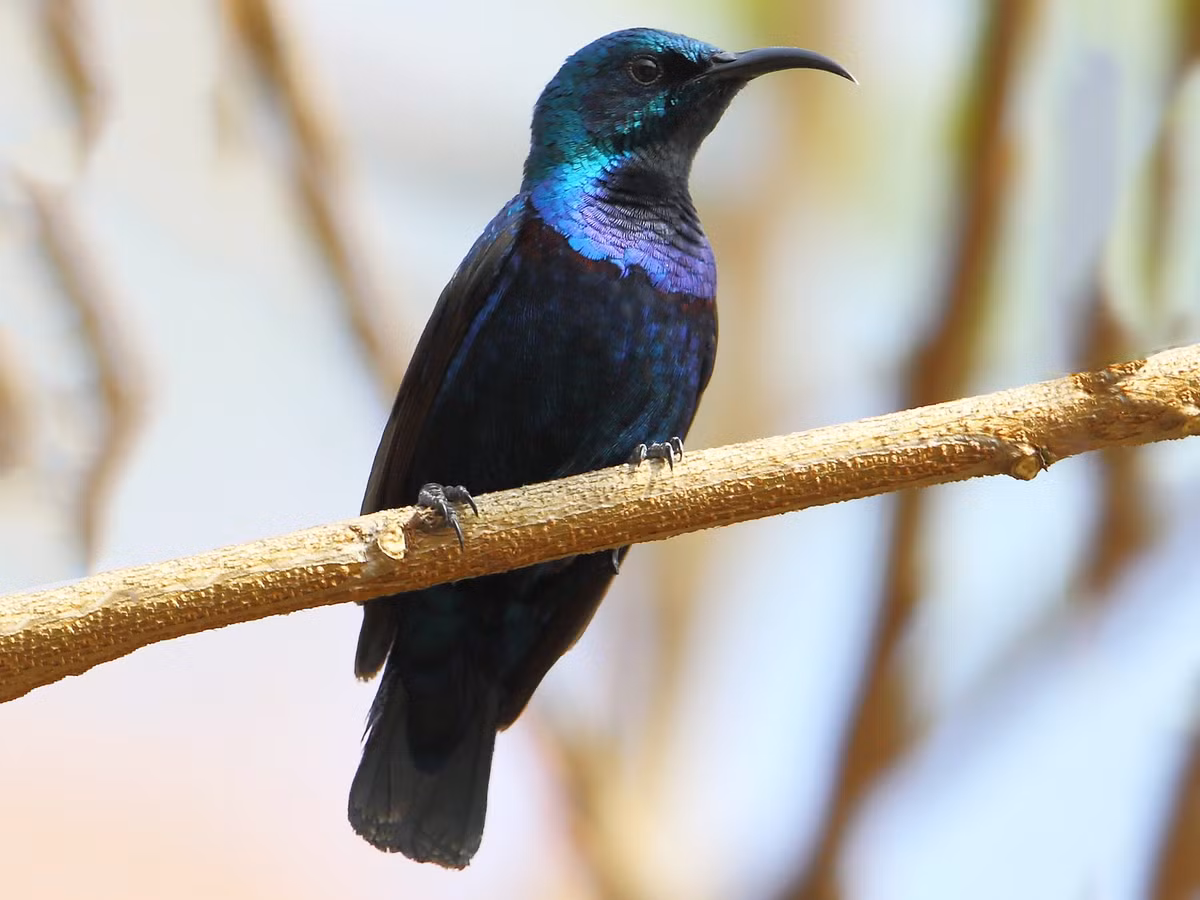 Chim hút mật họng đen (Cinnyris asiaticus) dài khoảng 11 cm, là loài định cư tương đối phổ biến ở Trung, Nam Trung Bộ và Tây Bắc của Nam Bộ. Chúng sống trong rừng cây gỗ lớn rụng lá, cây bụi ven biển, vườn trồng, đất nông nghiệp. Ảnh: eBird.