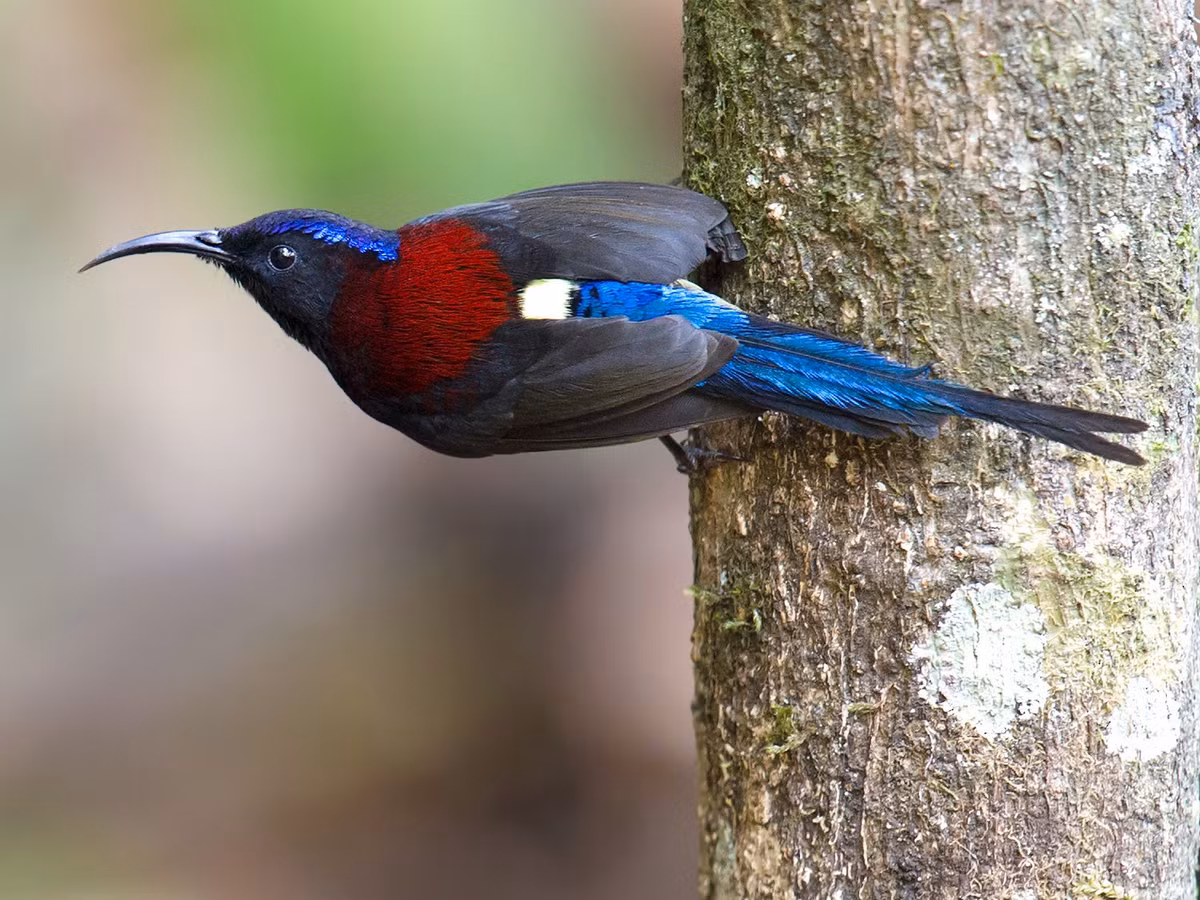 Chim hút mật ngực đỏ (Aethopyga saturata) dài 11-15 cm, là loài định cư ít phổ biến, ghi nhận tại Tây Bắc, Đông Bắc và Trung Bộ (vườn quốc gia Tam Đảo, Cúc Phương, Bạch Mã, Chư Yang Sin, Bidoup Núi Bà). Chúng sống ở rừng thường xanh, bìa rừng có độ cao từ 200 - 1.700 mét. Ảnh: eBird.