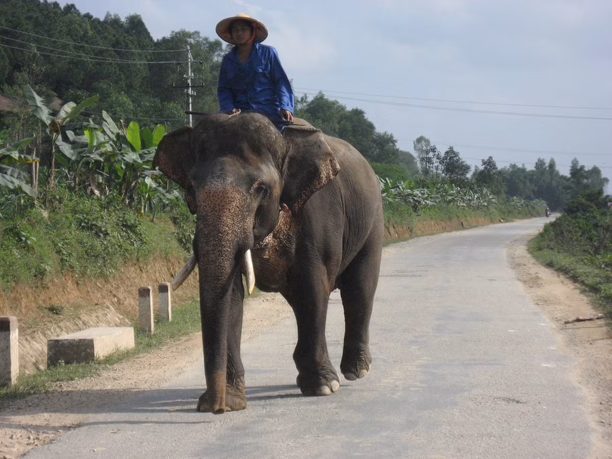  4. Voi châu Á. Voi châu Á có kích thước nhỏ hơn họ hàng là voi châu Phi, hiện chỉ còn rất ít ở Việt Nam. Đăk Lăk là nơi lý tưởng thể quan sát loài vật khổng lồ này.