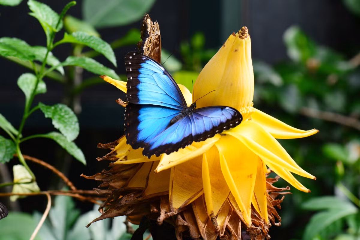 Bướm Morpho xanh (Morpho peleides) là loài bướm phân bố rộng ở các khu rừng nhiệt đới Trung và Nam Mỹ. Bướm trưởng thành hút nước quả thối.