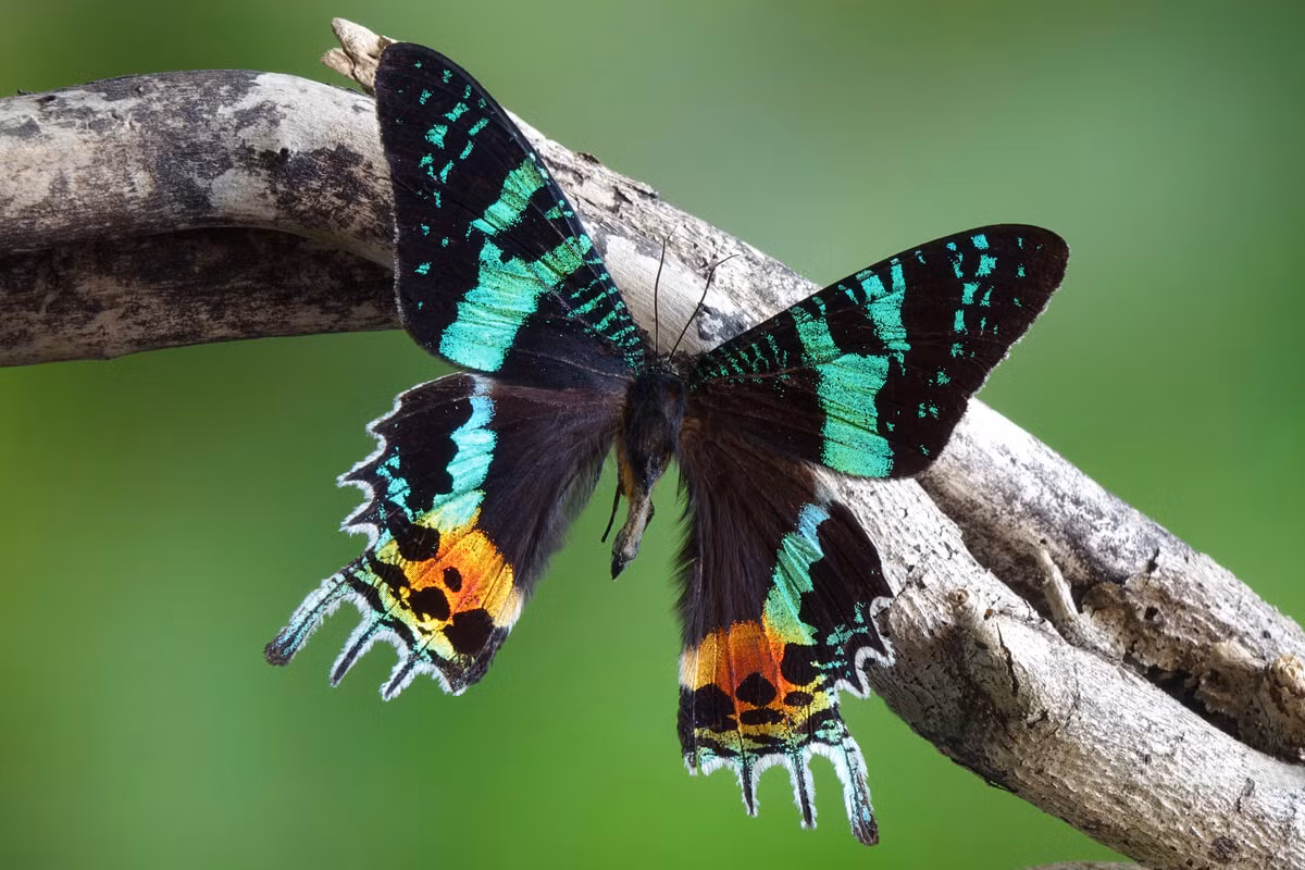Ngài én hoàng hôn Madagascar (Chrysiridia rhipheus) có đôi cánh rực rỡ được tạo nên bởi vô vàn vẩy cánh óng ánh, là loài ngài đặc hữu ở Madagascar. Nó hoạt động vào ban ngày, chuyên ăn lá các cây bụi có độc thuộc họ Đại kích.