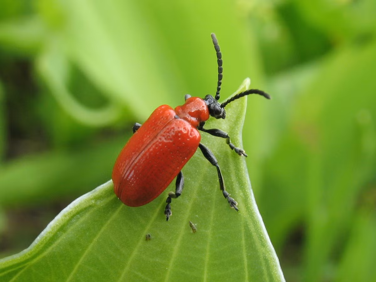 Bọ loa kèn đỏ (Lilioceris lilii, dài 6 - 8 mm) có nguồn gốc từ châu Âu và châu Á, ngày nay hiện diện trên khắp thế giới như một loài côn trùng có hại cho cây hoa loa kèm (lily).