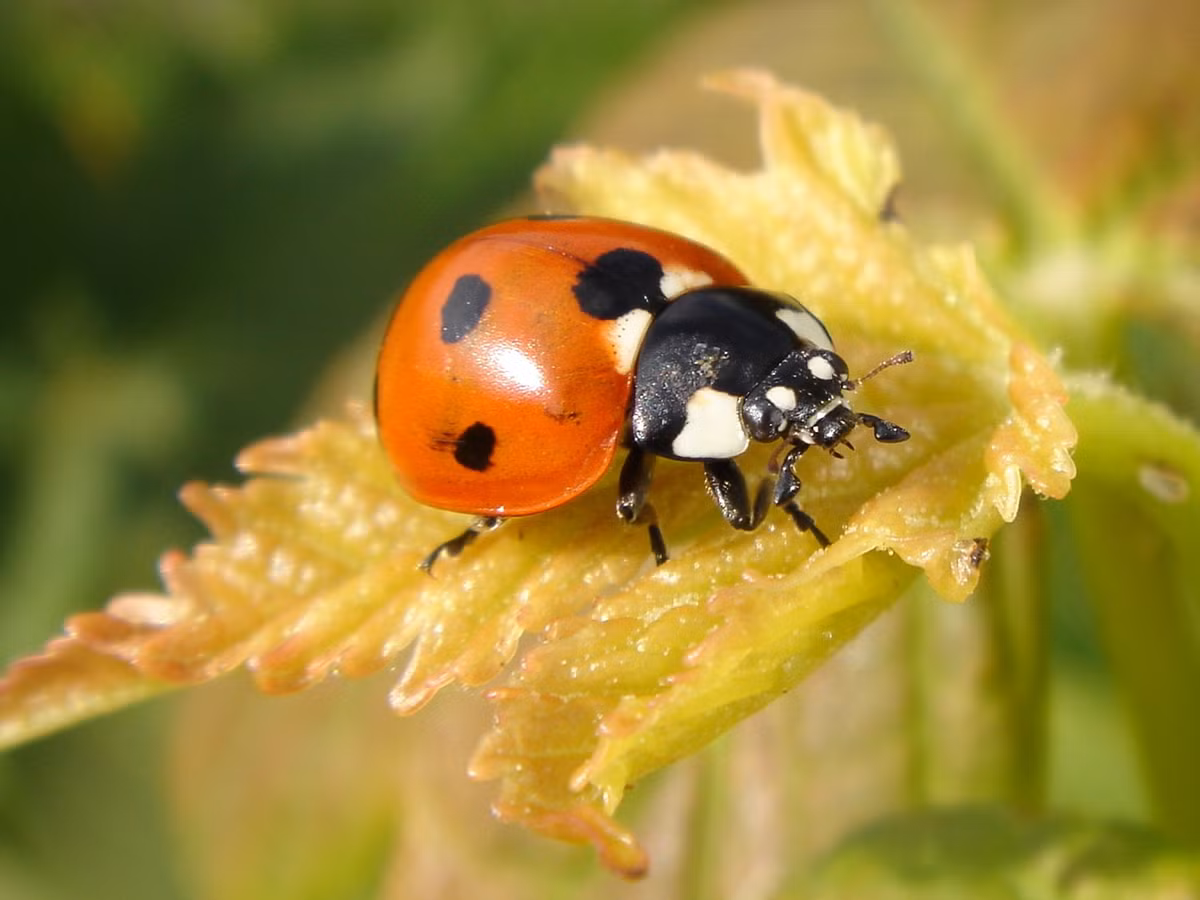 Bọ rùa bảy chấm (Coccinella septempunctata, dài 6 - 9 mm) là loài bọ cánh cứng phổ biến ở các sinh cánh khác nhau trên thế giới. Chúng là côn trùng có ích khi giúp người nông dân tiêu diệt các loài rệp hại cây trồng.