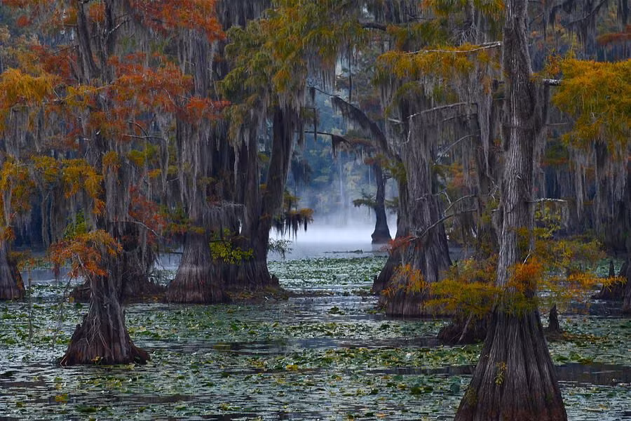 Nằm trên địa phận hai bang Texas và Louisiana của Mỹ, rừng thủy tùng hồ Caddo được coi là một trong những cảnh quan thiên nhiên độc đáo nhất thế giới