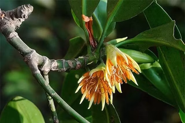 Loai cay ky di nhat the gioi, sinh va nuoi con giong het dong vat-Hinh-4