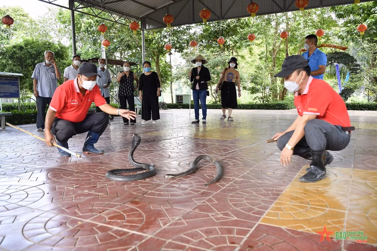 Vì những đặc điểm độc đáo mà Trại rắn Đồng Tâm, Quân khu 9 được xem là khu lịch có một không hai thu hút nhiều du khách đến tham quan, tìm hiểu.