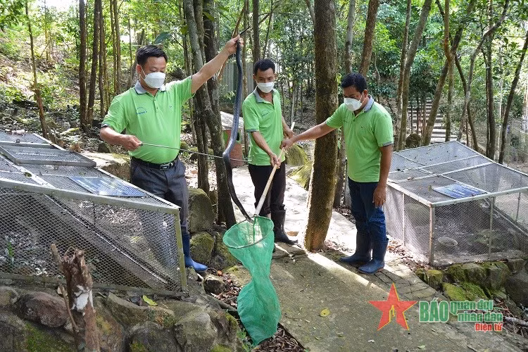 Nhân viên Trại rắn Đồng Tâm cơ sở 2 (TP Phú Quốc) chăm sóc rắn.
