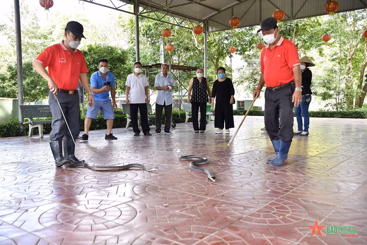 Những chú rắn cực độc "làm duyên" với khách tham quan.