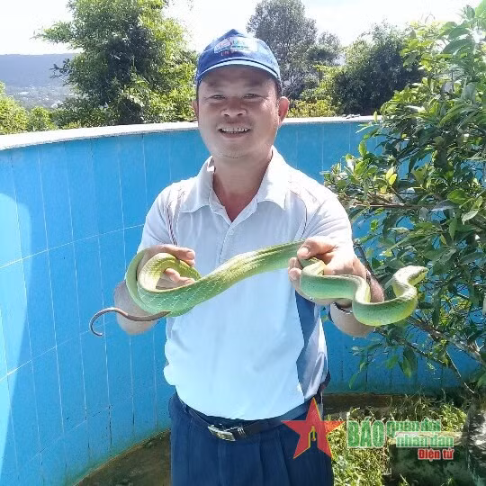 Bên cạnh việc bảo tồn và phát triển các loài rắn quý hiếm, Trại rắn Đồng Tâm còn nghiên cứu thuốc giải độc rắn.