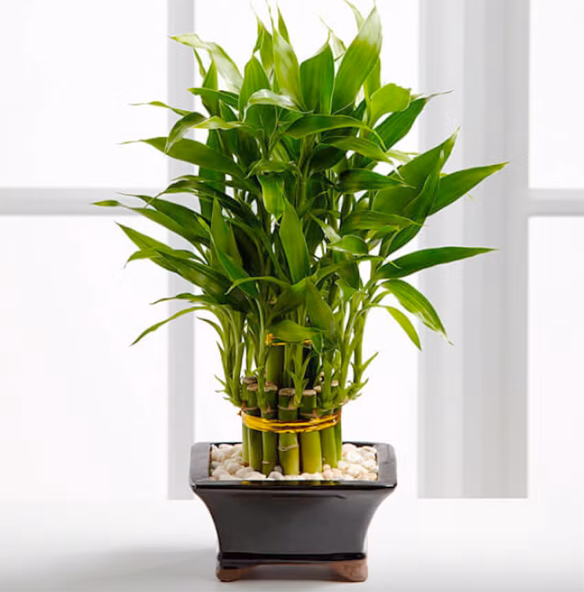  Cây cảnh phát tài phát lộc có thân thẳng đứng, mọc từng nhánh một, giống như những bước chân trên con đường cuộc sống, tượng trưng cho sự tiến bộ không ngừng.