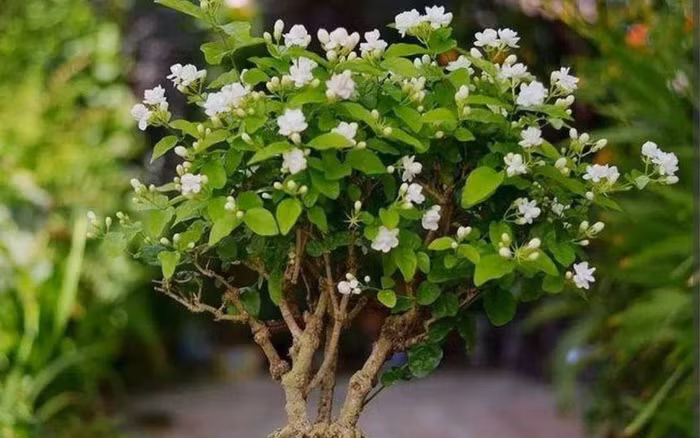  Để chăm sóc 2 cây cảnh này bạn nên đặt chúng trong môi trường ấm áp và ẩm ướt. Đồng thời giữ đất hơi ẩm, bón phân thường xuyên và đảm bảo thông gió tốt sẽ giúp cây cảnh nở hoa đẹp hơn và tỏa hương thơm.