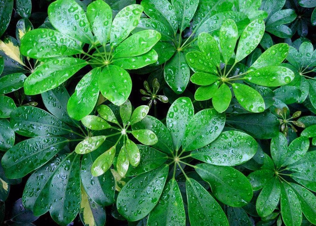Cây cảnh này có vẻ ngoài không quá nổi bật nhưng lại được nhiều người lựa chọn là cây cảnh đặt trong nhà. Chúng xanh mướt quanh năm, có thể làm sáng bừng tâm trạng của bạn cũng như trả cho bạn bầu không khí trong lành. Nếu mọi người hy vọng năm Ất Tỵ sẽ bình an, suôn sẻ thì nên chọn cây cảnh "ngũ gia bì" này trồng trong nhà. 