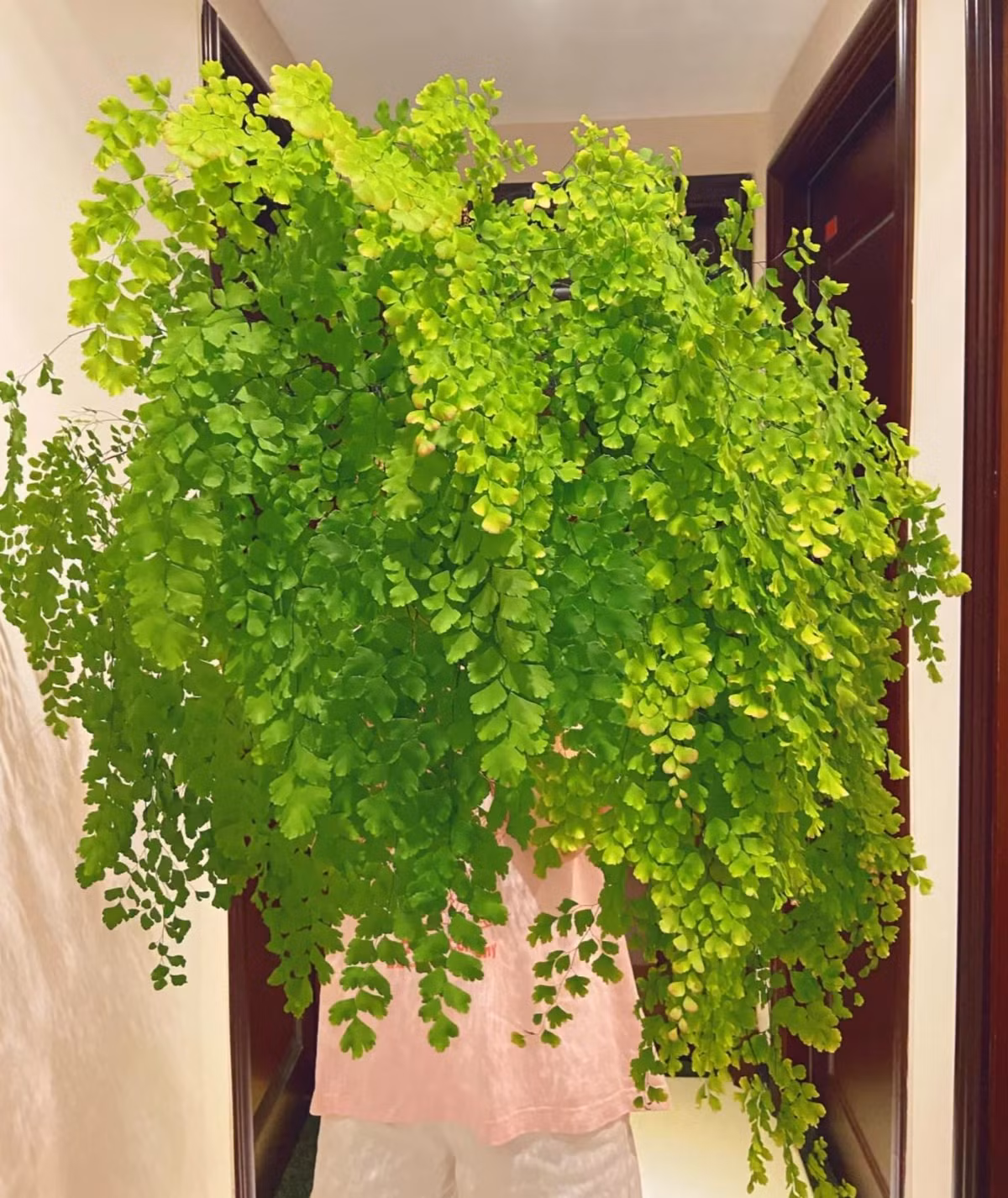 3. Cây thường xuân, dương xỉ: Đối với những người không có đủ ánh sáng hoặc quá bận rộn để chăm sóc cây xanh thì cây cảnh thường xuân và cây dương xỉ tóc tiên là những lựa chọn tuyệt vời. 