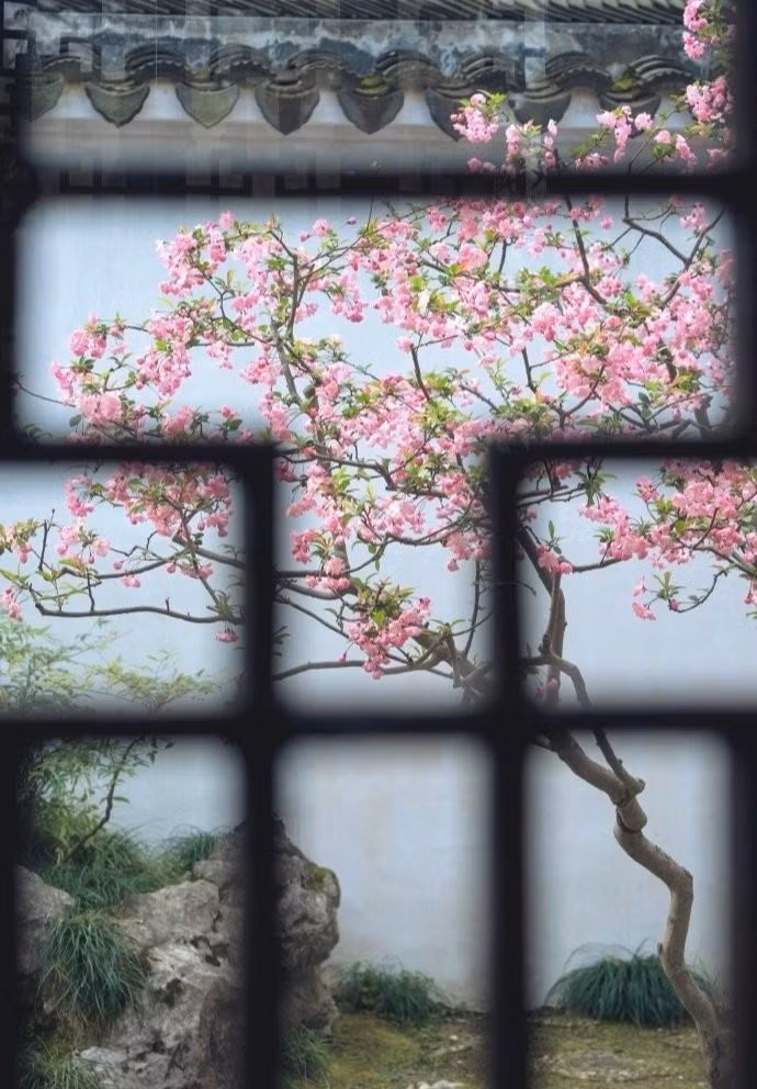  Người xưa nói: "Tây phủ hải đường trong nhà, gia đình thịnh vượng, vàng ngọc đầy nhà" hay “Tây phủ hải đường sống tại gia, phú quý tự nhiên đến”.