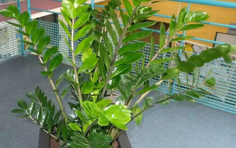  Có tên khoa học là Zamioculas Zamiifolia, cây kim tiền thuộc họ Ráy và có nguồn gốc từ châu Phi. Lá của cây kim tiền có màu xanh bóng, thể hiện sức sống khỏe mạnh và cường tráng.