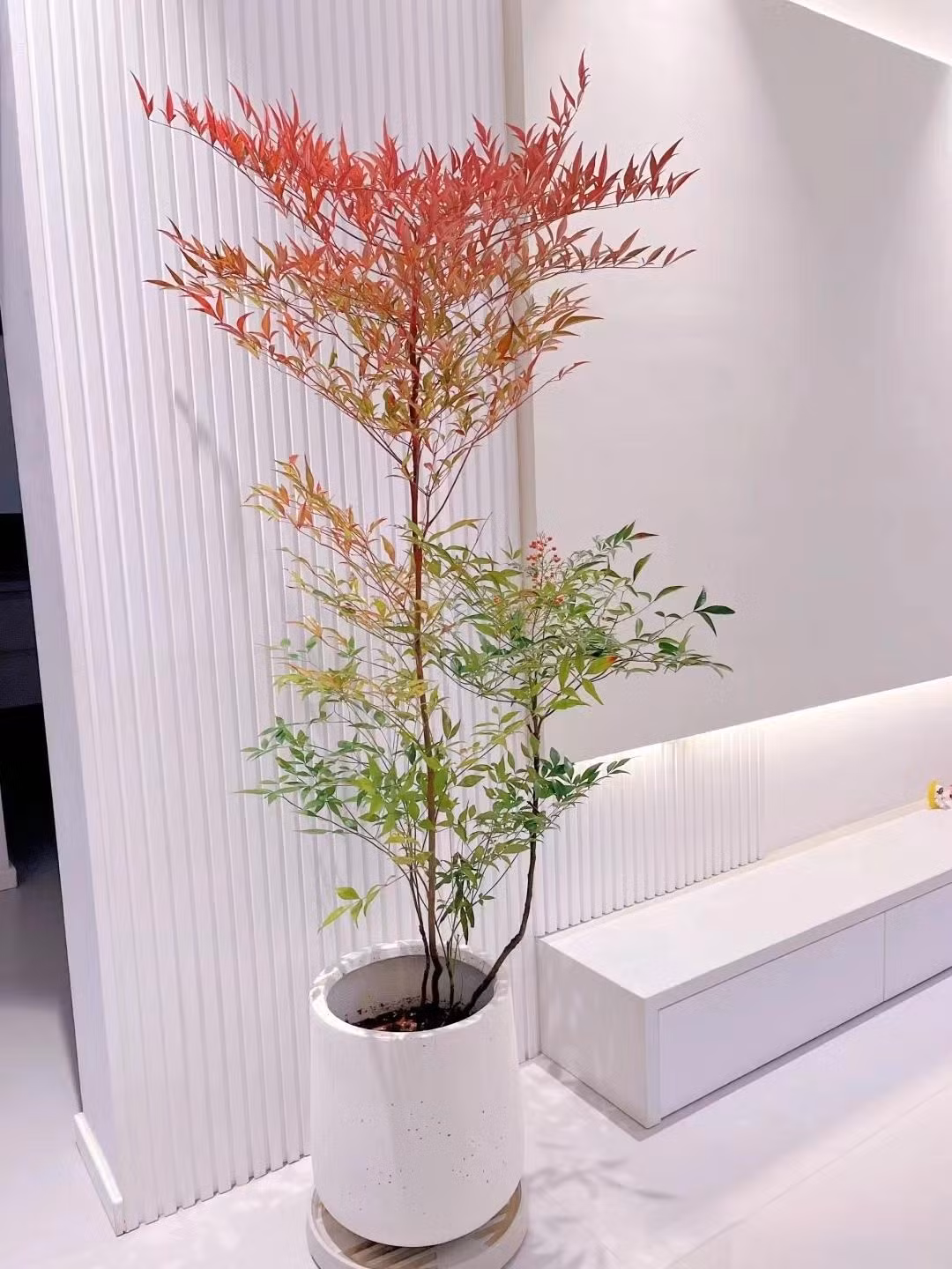 Giữ nó trong nhà cũng tượng trưng cho sự may mắn, sức khỏe, tuổi thọ và tình yêu lâu dài. Vì quả của cây nam thiên trúc có màu đỏ tươi, giống như đậu đỏ nên chúng tượng trưng cho tình yêu hạnh phúc và lâu dài. 