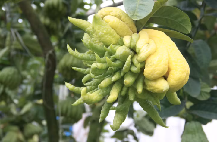  Nó cũng có nhiều ưu điểm. Ví dụ, cành, lá và quả của nó đều tỏa ra mùi hương trái cây, và mùi hương kéo dài. Nếu bạn trồng một cây trong nhà, cả ngôi nhà sẽ tràn ngập hương thơm.