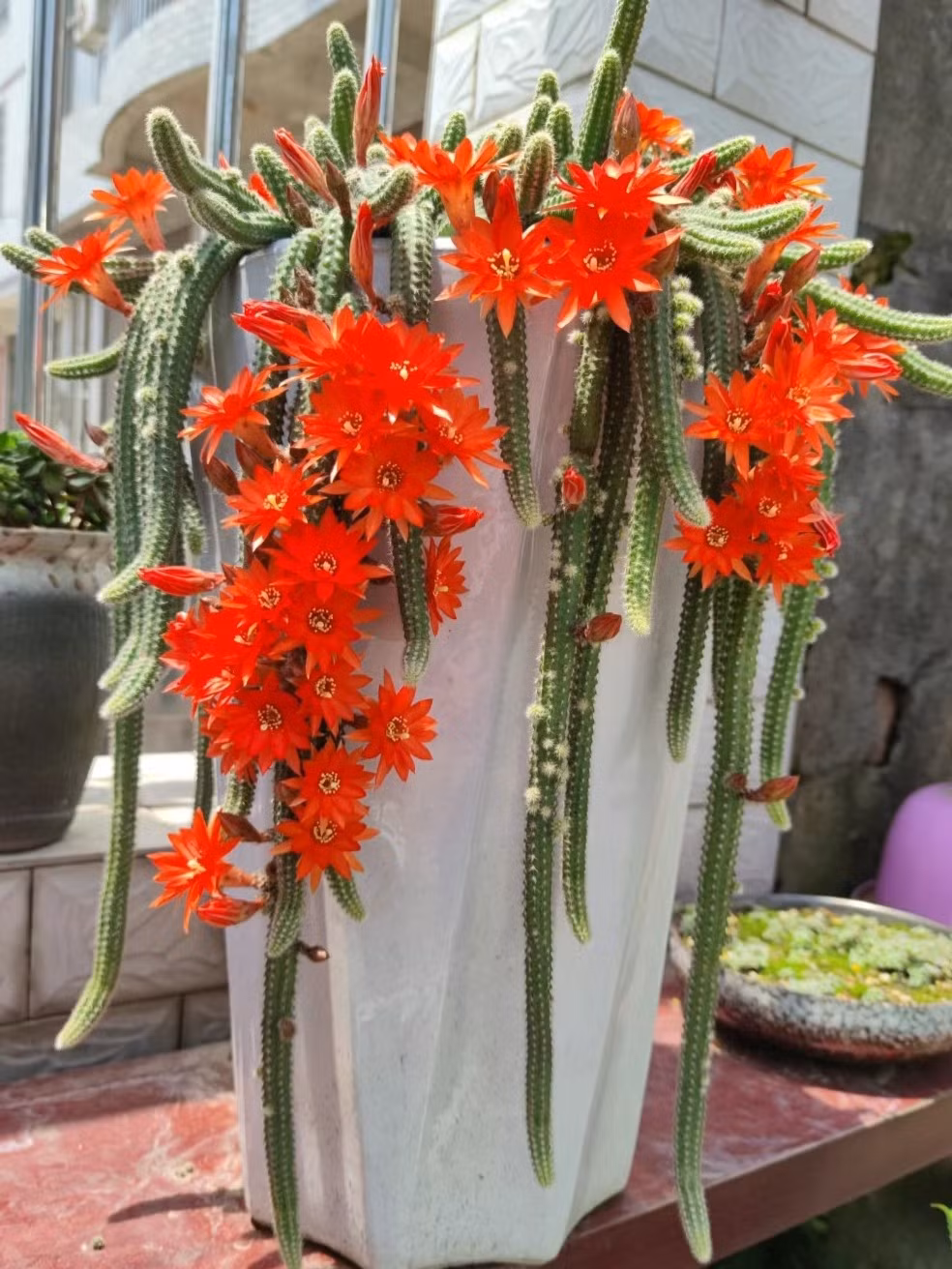 Cay canh ky quai nhu 'doa nguoi', giup tran trach, giu nha-Hinh-10